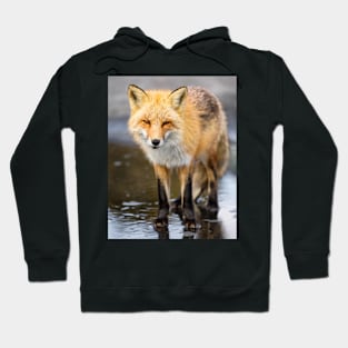 Red Fox Face to Face Hoodie